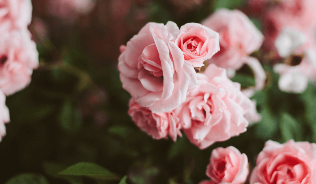 The Benefits of Roses for the Skin